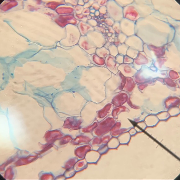 Meet your Posher, Jackson - Picture 1 of 1